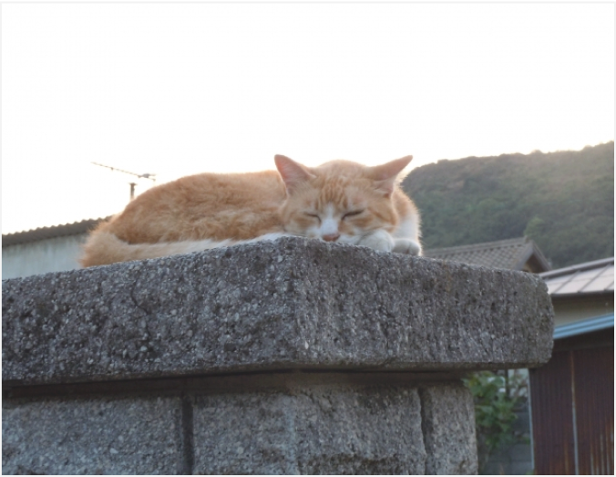 picture of cat