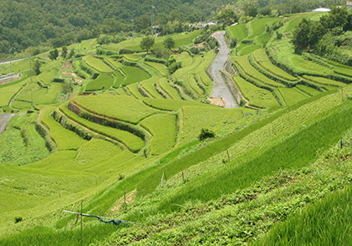 Rural scenery